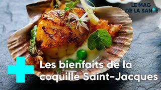 Coquilles SaintJacques  de la mer à votre assiette  Le Magazine de la Santé [upl. by Trocki]