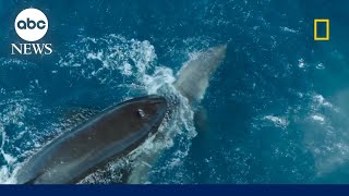 Orca takes down a great white shark on camera [upl. by Wrdna]