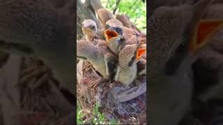 Longtailed shrike nestbirds shorts عش الصرد طويل الذيل [upl. by Etnom]