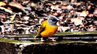 Greyheaded Tanager bathing [upl. by Dennet438]