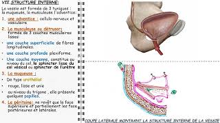 ANATOMIE FMPM LA VESSIE [upl. by Jakie]