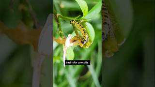 Leaf rollar caterpilla 311insects shorts [upl. by Bay]