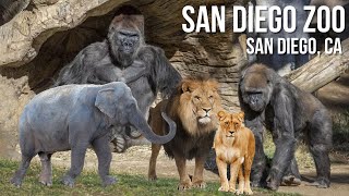 San Diego Zoo  Walking Tour  4K UHD [upl. by Cohl]