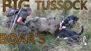 Big Tussock Boars  Film Trailer HD [upl. by Llij751]