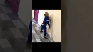 monkey funny animalshorts animals funnyvideo [upl. by Uyerta]