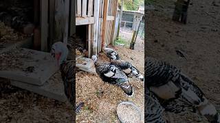 Raising Narragansett Turkeys on the Homestead heritageturkeys [upl. by Dagney]