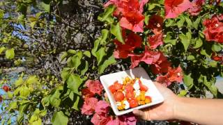 Petite Salade en Californie Pois Chiche Garbanzo amp Sel Rose de lHimalaya [upl. by Nythsa]