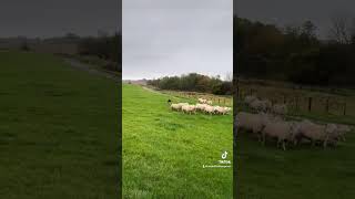 Sheepdog herding sheep [upl. by Lain]