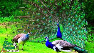 Mengenal Lebih Dekat Burung Merak India Yang Cantik  Peafowl [upl. by Pare]