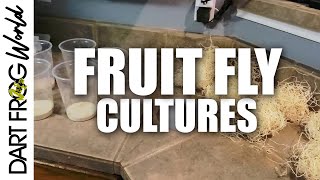 How to Culture Fruit Flies [upl. by Araz]