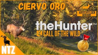 RECECHO DE CIERVO ORO EN LA RESERVA DE HIRSCHFELDEN🍁  The Hunter Call Of The Wild🦌 [upl. by Cronin519]