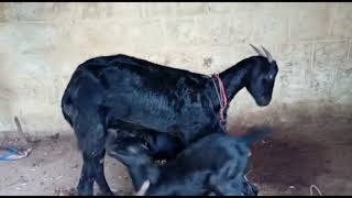 Goat Feeding Milk to Her Two Baby GoatsBaby Goat Drink Milk from MotherBabies Goat Sucking Milk [upl. by Irreg]