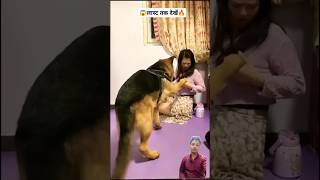 Dog is Crazy for this smartpet funny funnyanimal funnydog [upl. by Ashla]