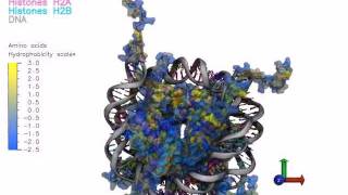 Nucleosome Structure Hydrophobic Surface and Charges [upl. by Dayiz975]