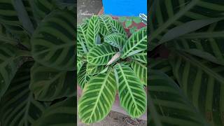 Calathea Zebrina plant  indoor plants youtubeshorts shorts [upl. by Nhojleahcim52]