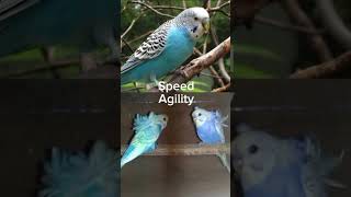 Melopsittacus undulatus vs japanese budgie [upl. by Marabelle]