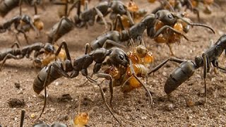 Matabele Ants  Pachycondyla analis [upl. by Aiynot251]