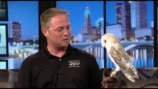 Zoo Day European Barn Owl [upl. by Brantley]