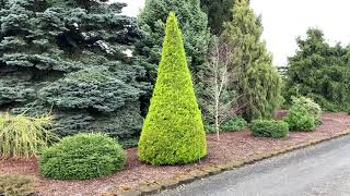 Cupressus macrocarpa Donard Gold Golden Monterey Cypress April 2 2020 [upl. by Namaan]