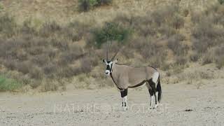 Gemsbok Oryx gazella walking [upl. by Eardnoed]