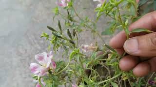 How to collect and save Godetia Flowers seeds for next season at Asim Garden [upl. by Jase]