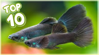 Top 10 Most Famous Guppy Fish in the World [upl. by Nide]