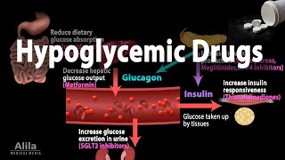 Pharmacology Oral Hypoglycemic Drugs Animation [upl. by Loise]