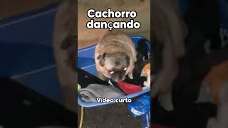 Cachorro dançando memes shorts [upl. by Johnsten265]