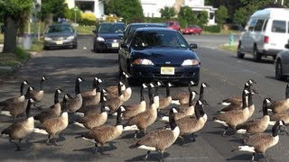 CRAZY CANADA GEESE [upl. by Ferwerda]