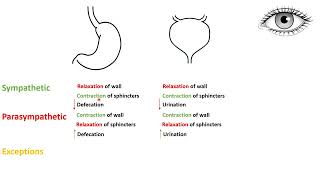 Actions of Sympathetic and Parasympathetic  in Arabic  Part 2 [upl. by Cud]