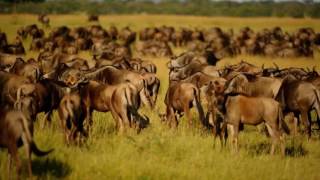 Singita Faru Faru Lodge  Serengeti Tanzania [upl. by Skelton]