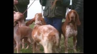 The Gun dog  Pet Dog Documentary [upl. by Asira]