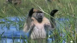 Monkeys Wading Through Water  Planet Earth  BBC Earth [upl. by Tanberg]