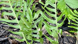 Spring Clean Up for a Licorice Fern Division 4K  March 16 2024 [upl. by Powell]