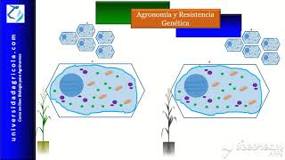 Video 24 Agronomía y Resistencia Genética [upl. by Yenttirb445]