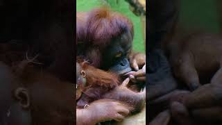 Adorable Mom Orangutan Checking Out Babys Tiny Toes [upl. by Ytirev108]