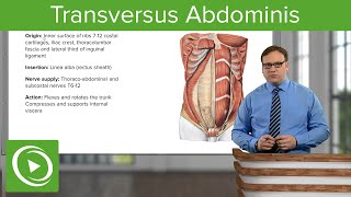 Transversus Abdominis – Anatomy  Lecturio [upl. by Stedt]