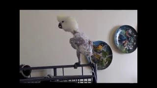 Cockatoo sings Cant buy me loveby the Beatles [upl. by Llesirg]