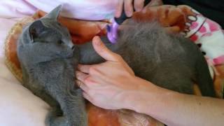 Furminator on Short Hair Russian Blue Cat In Action [upl. by Hurley632]