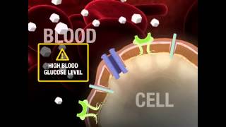 Medication Metformin [upl. by Zeuqirdor]