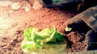 Cute Turtle eating Salad [upl. by Cammy]