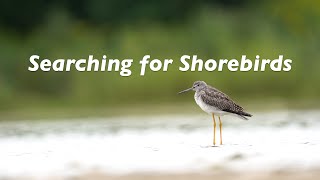 Summer Birding and a Day Spent Looking for Shorebirds [upl. by Llertnad701]