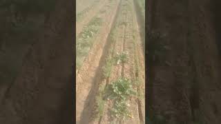 MULTI CROP SAUNF OR MULI KI KHETI BED PLANTER PER [upl. by Sherwin420]