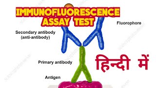 Immunofluorescence assay IFA test in hindi [upl. by Candice247]