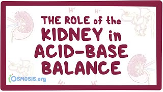 The role of the kidney in acidbase balance  renal physiology [upl. by Ellahcim]