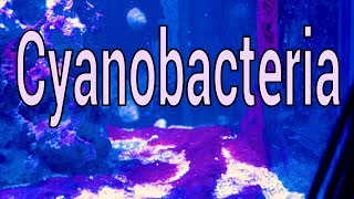 Cyanobacteria What is it How to solve it [upl. by Arvell]