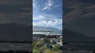 A day trip to Kaikoura for the sea lions and beach with snowy mountain 🌊 nzvlog kaikoura sealion [upl. by Massab]