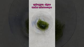 spirogyra algae under microscope experiment shorts biology scienceexperiment [upl. by Nert]