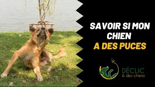 Quel est le moyen de savoir si mon chien a des puces [upl. by Sivraj]