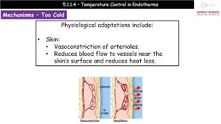 A Level Biology  5114  Temperature Control in Endotherms [upl. by Neerac]